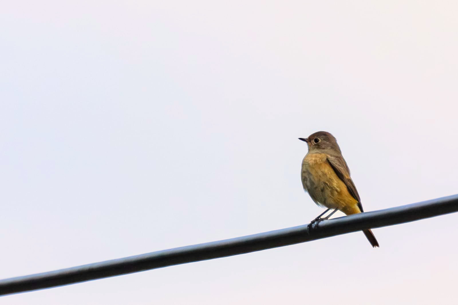 Ein Gartenrotschwanz-Weibchen sitzt auf einer Stromleitung